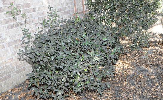 Medium-sized shrubs next to a brick wall. The shrubs have a layer of dark gray to black sooty mold on most of their leaves, and the mulch below the shrubs is also covered in the substance.